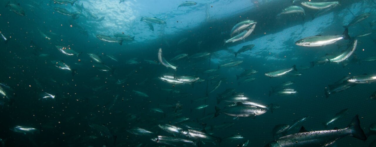 Des saumons qui nagent dans leur bassin. Saviez-vous que dans un bassin il y a 97,5% d'eau pour 2,5% de poissons ?